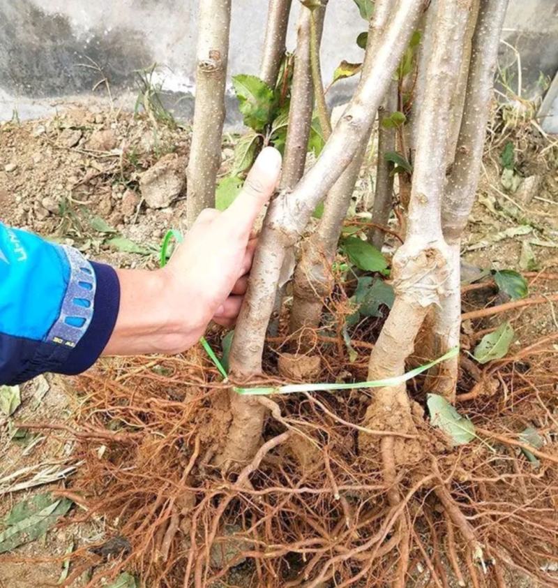 红富士苹果树苗70~80cm嫁接苗根系发达成活率高