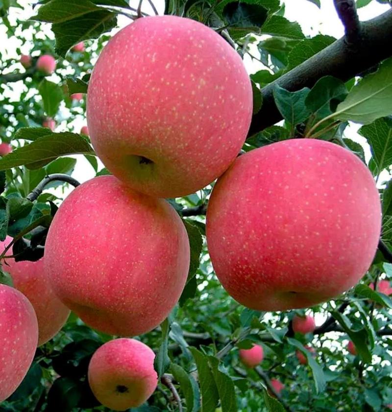红富士苹果树苗70~80cm嫁接苗根系发达成活率高