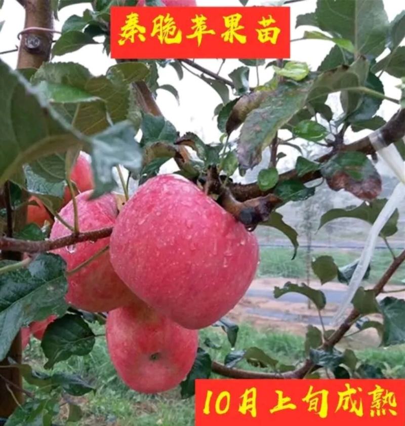 红富士苹果树苗70~80cm嫁接苗根系发达成活率高