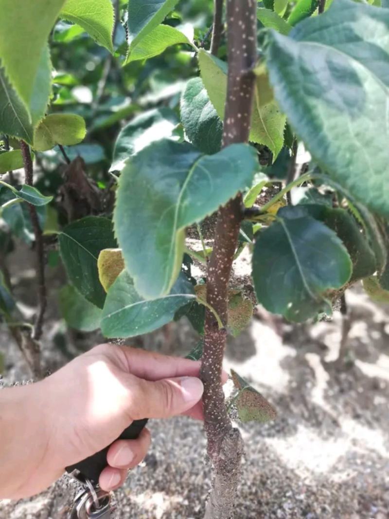 红富士苹果树苗70~80cm嫁接苗根系发达成活率高