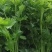 芹菜