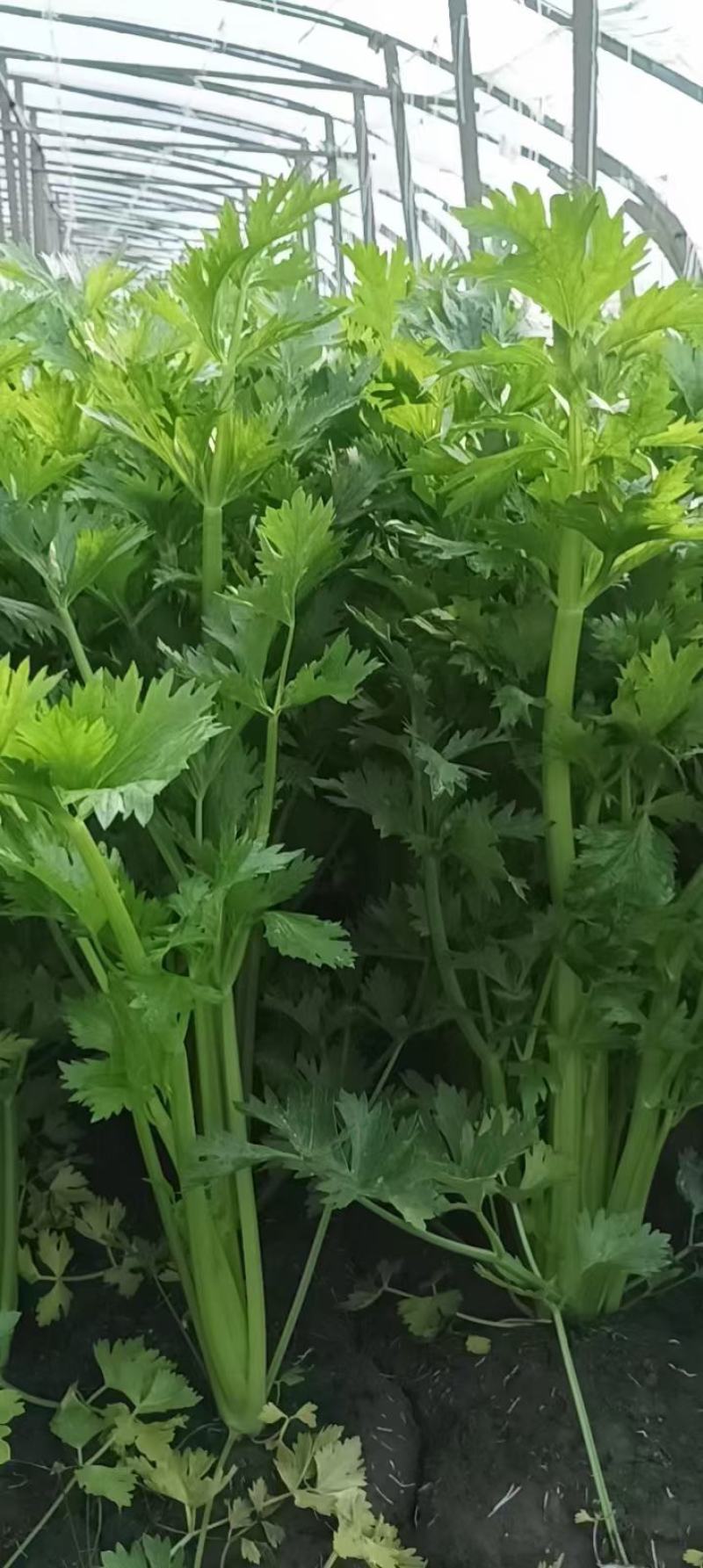 芹菜