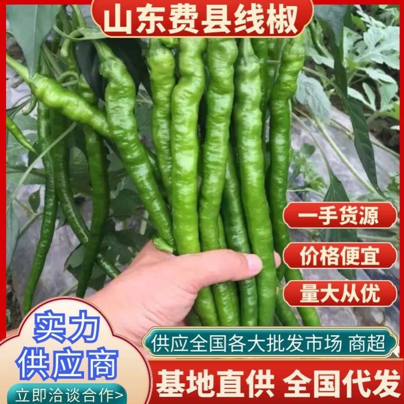 《实力商家》线椒山东费县基地直发按需代收保证质量欢迎来电