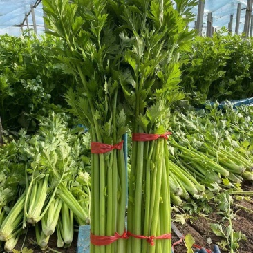 芹菜