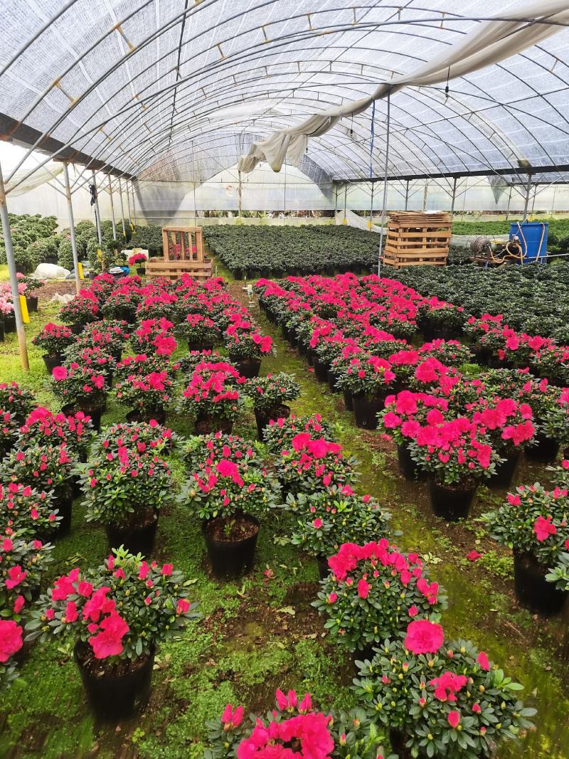 亏本大甩卖基地直销：梅红杜鹃，一件30棵