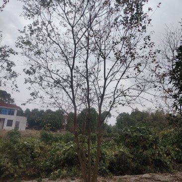 供应丛生乌桕，25-45公分的都有，苗圃直供，欢迎有需要