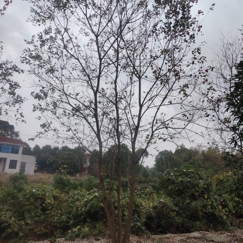 供应丛生乌桕，25-45公分的都有，苗圃直供，欢迎有需要