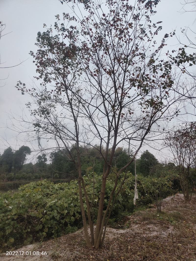 供应丛生乌桕，25-45公分的都有，苗圃直供，欢迎有需要