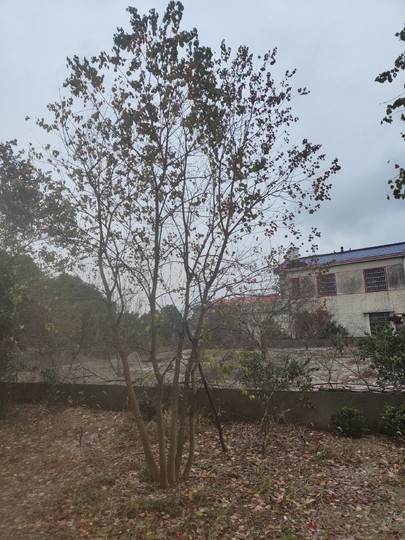 供应丛生乌桕，25-45公分的都有，苗圃直供，欢迎有需要