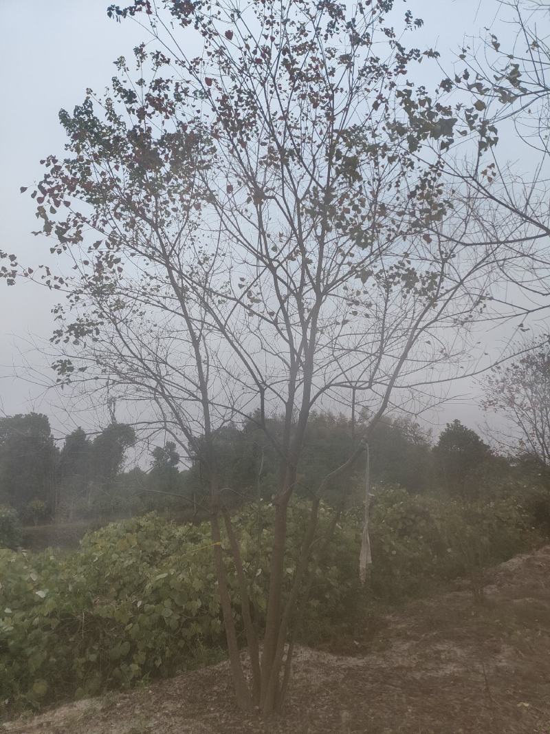 供应丛生乌桕，25-45公分的都有，苗圃直供，欢迎有需要