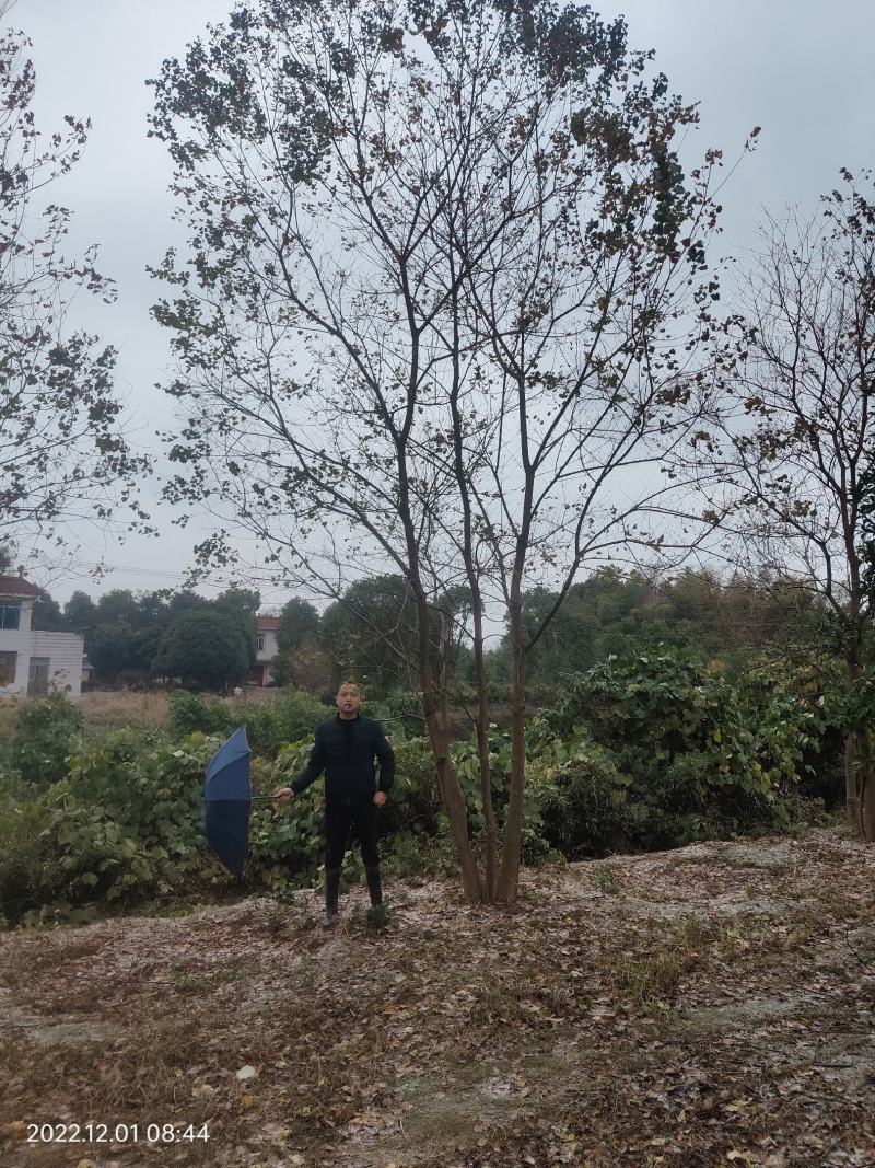 供应丛生乌桕，25-45公分的都有，苗圃直供，欢迎有需要