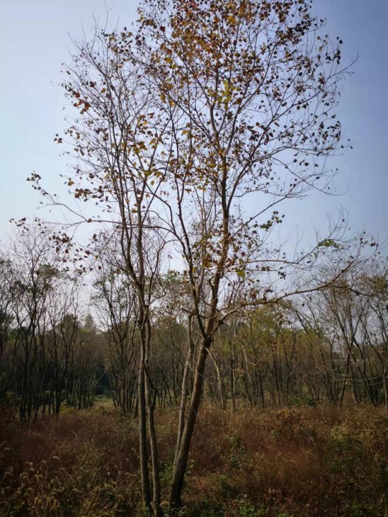 供应丛生乌桕，25-45公分的都有，苗圃直供，欢迎有需要