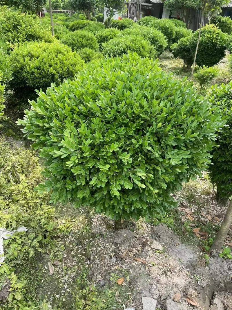 四川成都温江出售大量精品小叶黄杨球豆瓣黄杨球黄瓜子黄杨球