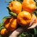 湖北宜昌椪柑颜色红口感好汁多肉甜产地一手货源
