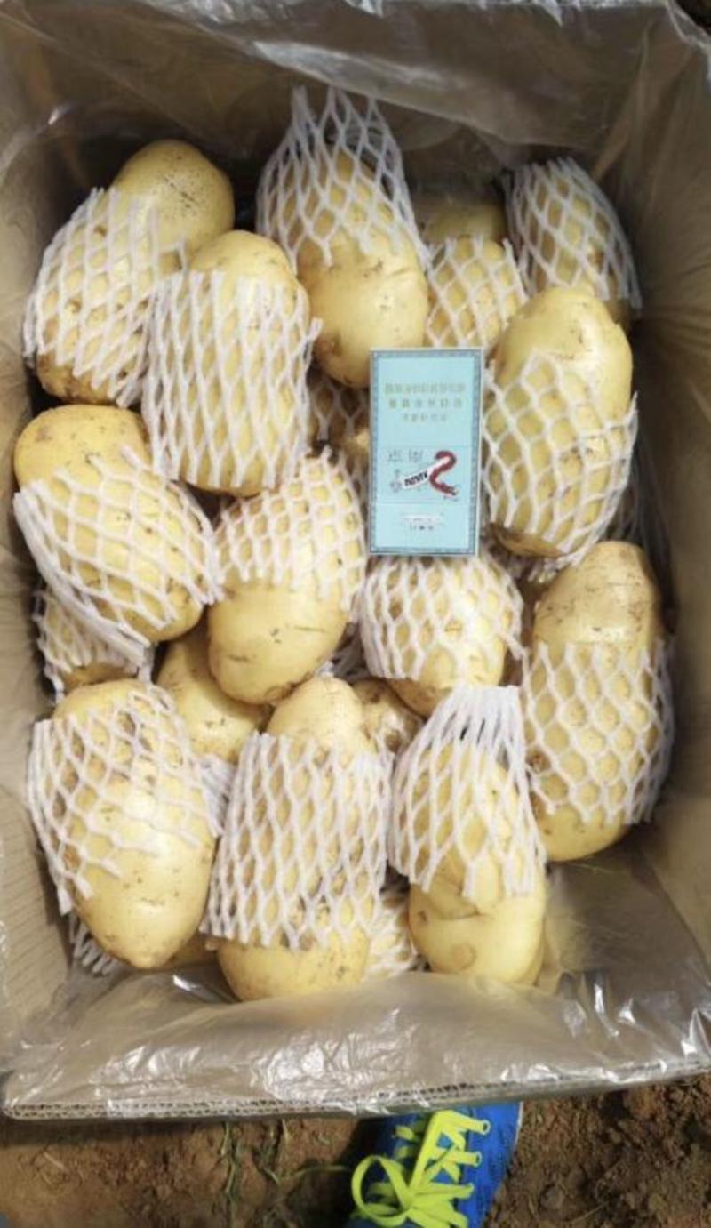 24年新土荷兰十五土豆各种规格土豆，装箱，装袋