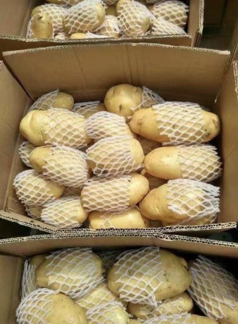 24年新土荷兰十五土豆各种规格土豆，装箱，装袋