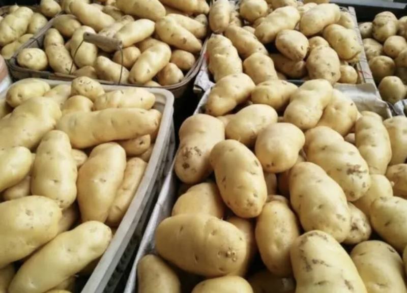 24年新土荷兰十五土豆各种规格土豆，装箱，装袋