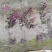 四川成都温江出售大量精品红继木毛球红继木大杯红继木苗地苗