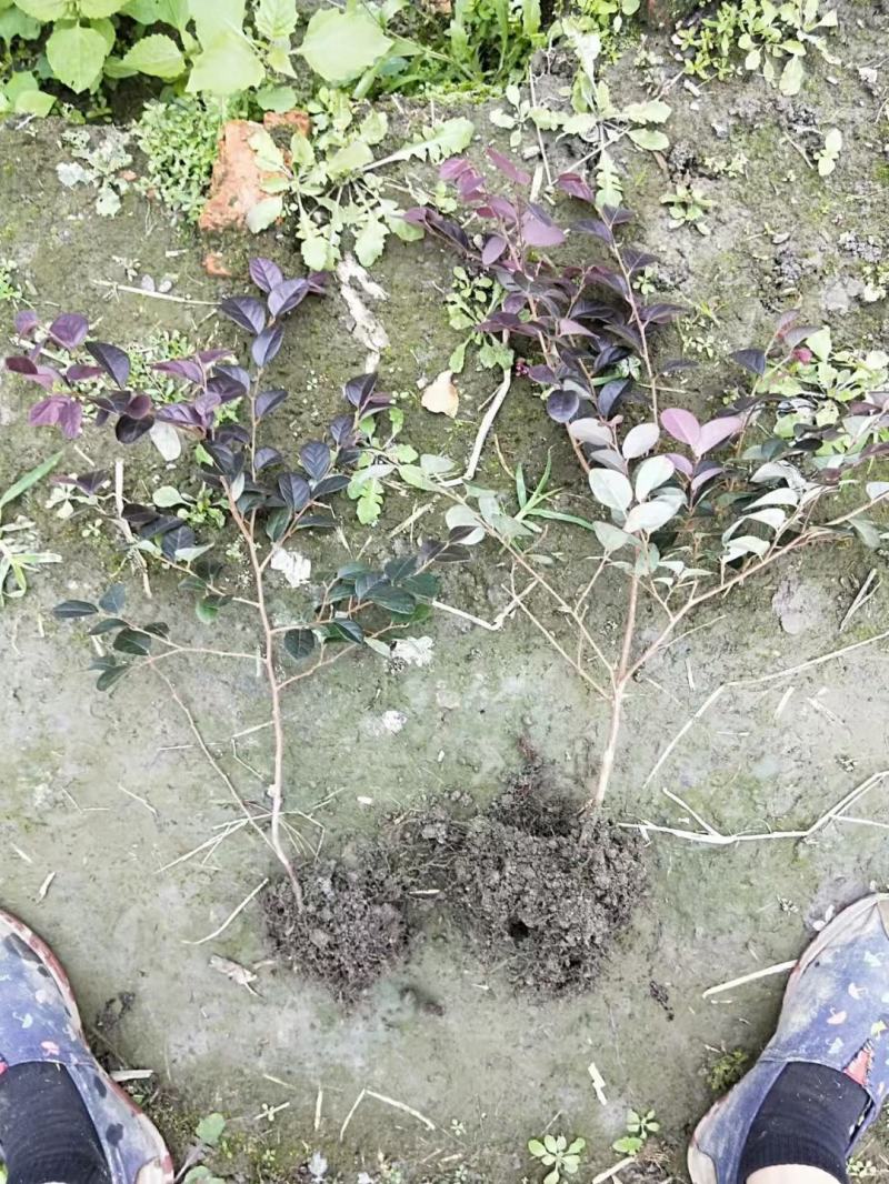 四川成都温江出售大量精品红继木毛球红继木大杯红继木苗地苗