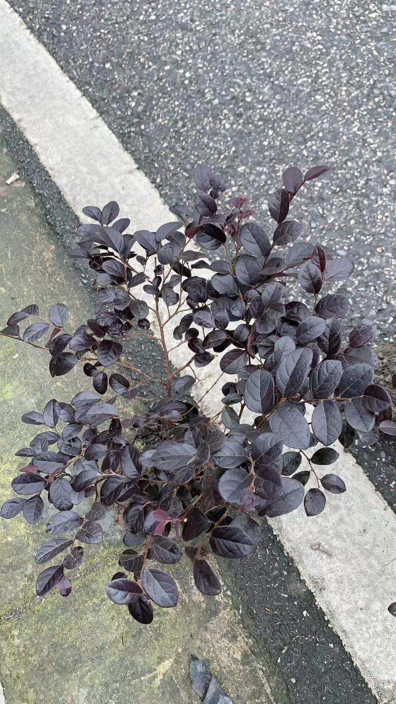 四川成都温江出售大量精品红继木毛球红继木大杯红继木苗地苗