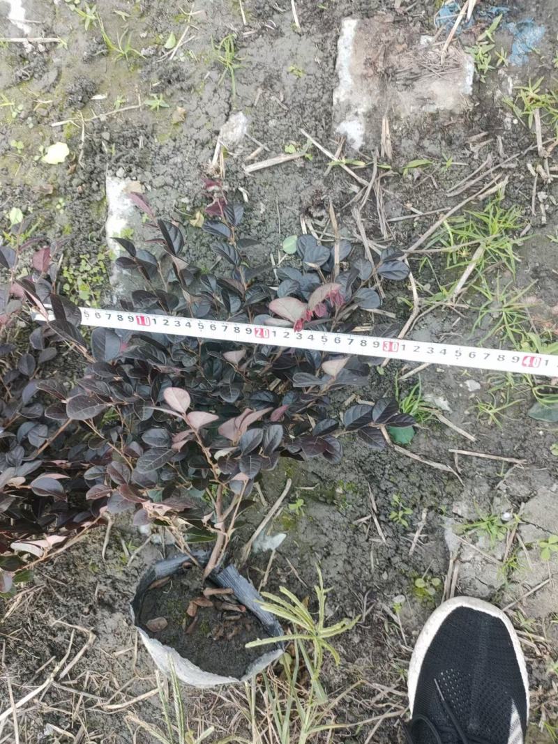 四川成都温江出售大量精品红继木毛球红继木大杯红继木苗地苗