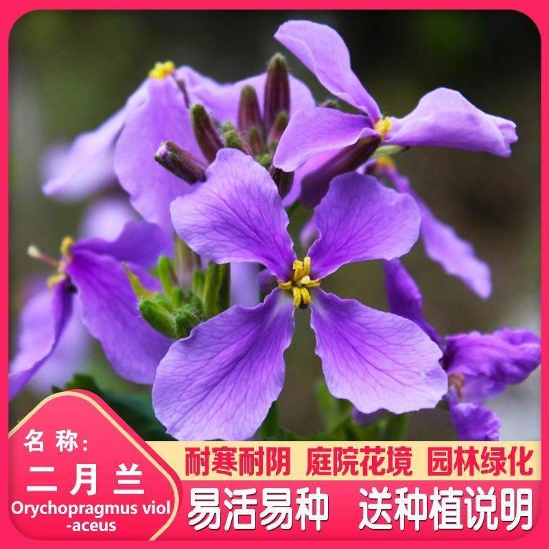 二月兰种子，二月兰花籽，多年生宿根花卉种子耐阴耐寒