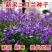 二月兰种子，二月兰花籽，多年生宿根花卉种子耐阴耐寒