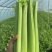 江苏芹菜精品西芹，芹菜，西芹源头基地价格便宜