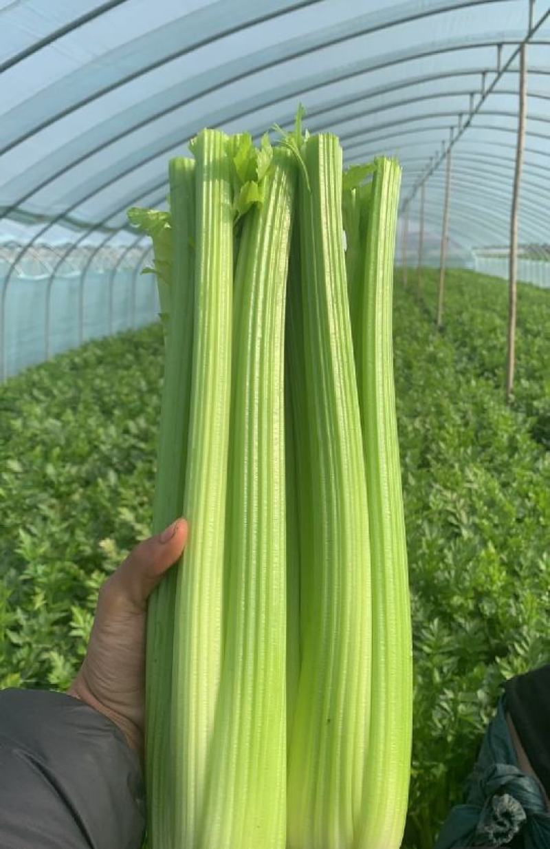 江苏芹菜精品西芹，芹菜，西芹源头基地价格便宜