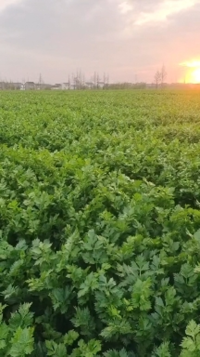 江苏芹菜精品西芹，芹菜，西芹源头基地价格便宜