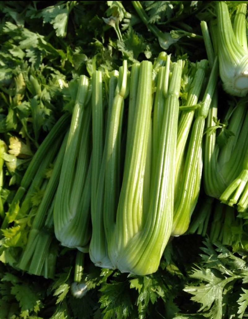 江苏芹菜精品西芹，芹菜，西芹源头基地价格便宜
