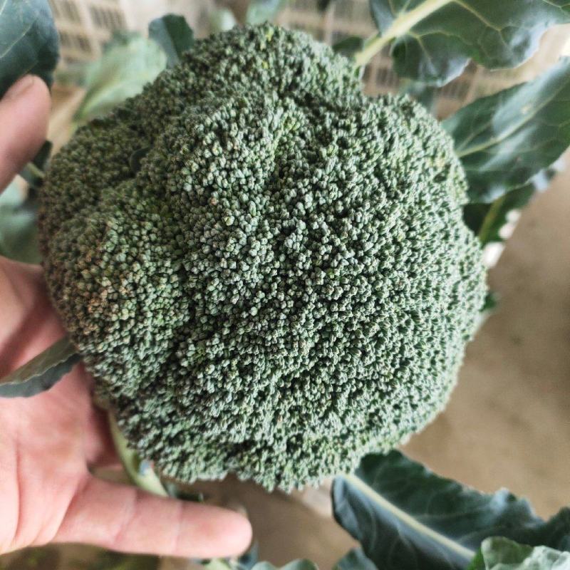 西兰花，精品西兰花，基地直发，大量有货，欢迎采购下单，