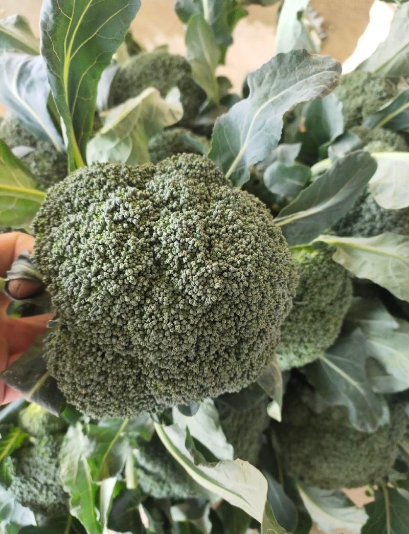 西兰花，精品西兰花，基地直发，大量有货，欢迎采购下单，