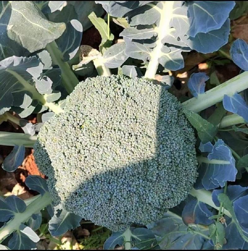 西兰花，精品西兰花，基地直发，大量有货，欢迎采购下单，