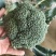 西兰花，精品西兰花，基地直发，大量有货，欢迎采购下单，
