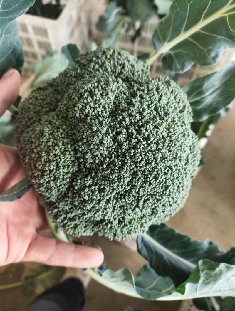西兰花，精品西兰花，基地直发，大量有货，欢迎采购下单，