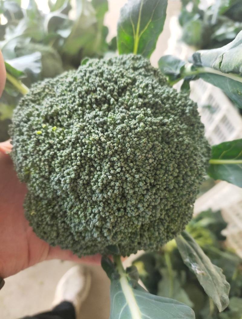 西兰花，精品西兰花，基地直发，大量有货，欢迎采购下单，