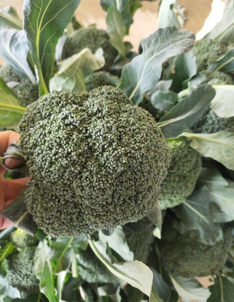 西兰花，精品西兰花，基地直发，大量有货，欢迎采购下单，