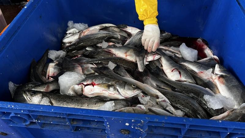 海鲈鱼特价海鲈鱼清塘海鲈鱼全国各地包邮