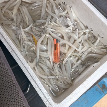 鲜银鱼