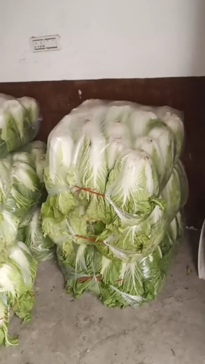 城固县精品大白菜，义和秋黄心的，一手货源。全国发货