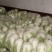 城固县精品大白菜，义和秋黄心的，一手货源。全国发货