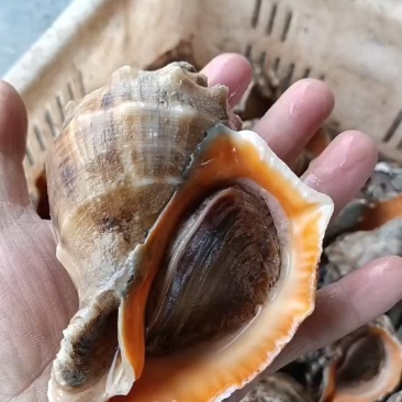 鲜活海螺现挖现发大中小超肥新鲜海螺鲜活海鲜水产螺类贝