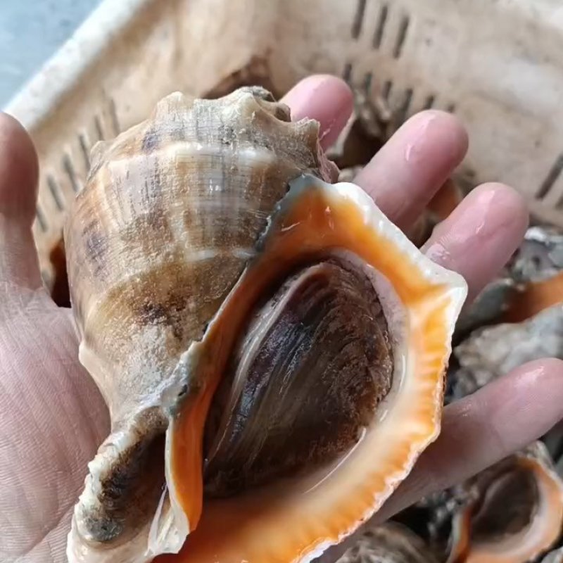 鲜活海螺现挖现发大中小超肥新鲜海螺鲜活海鲜水产螺类贝