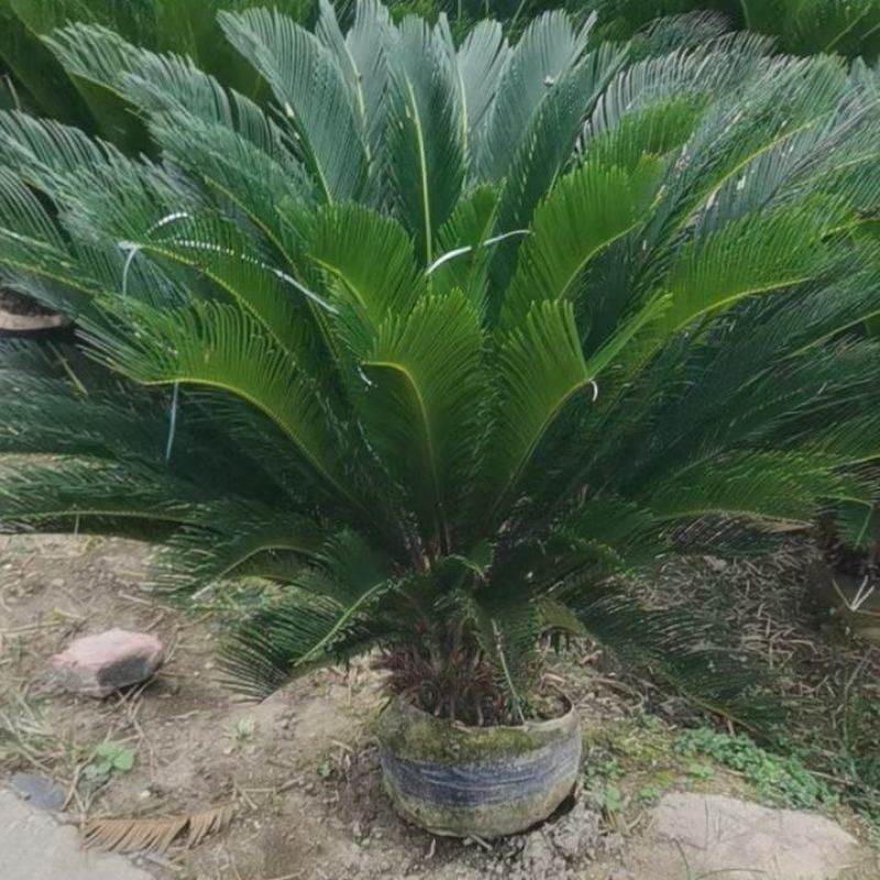 四川成都温江出售大量精品铁树苏铁铁树苏铁树苏铁树苏铁苏铁