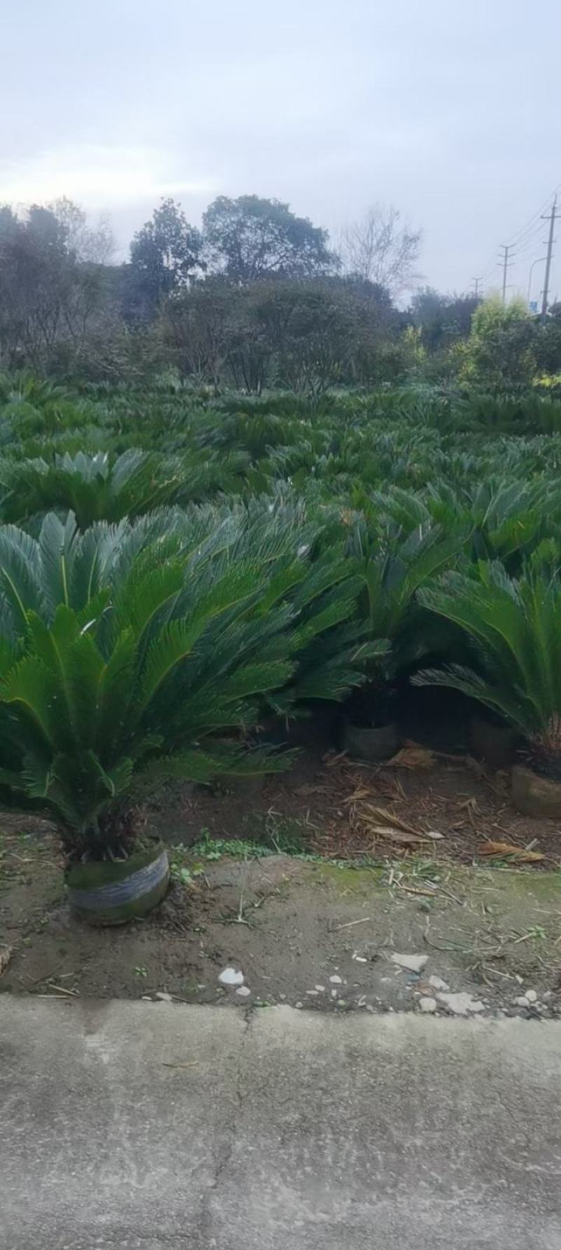 四川成都温江出售大量精品铁树苏铁铁树苏铁树苏铁树苏铁苏铁