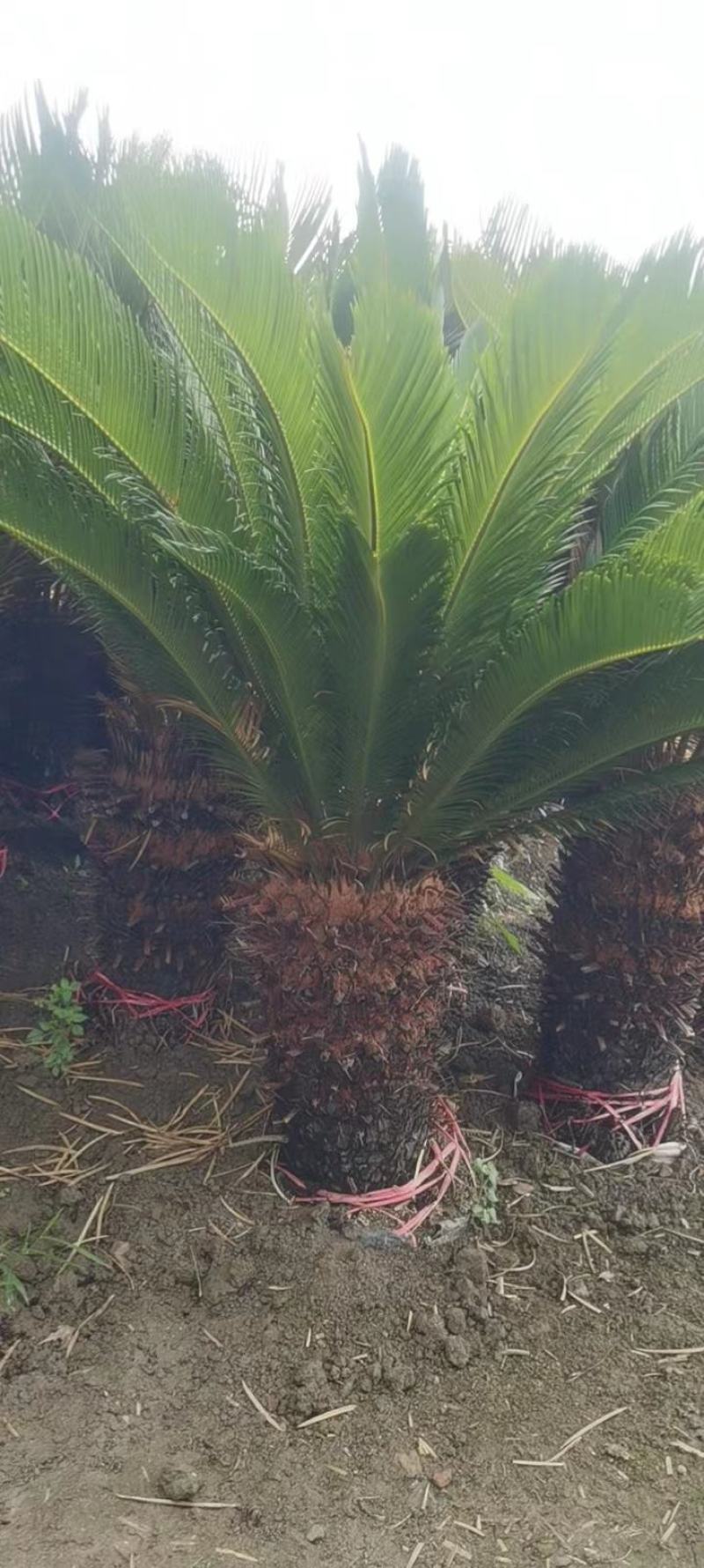四川成都温江出售大量精品铁树苏铁铁树苏铁树苏铁树苏铁苏铁