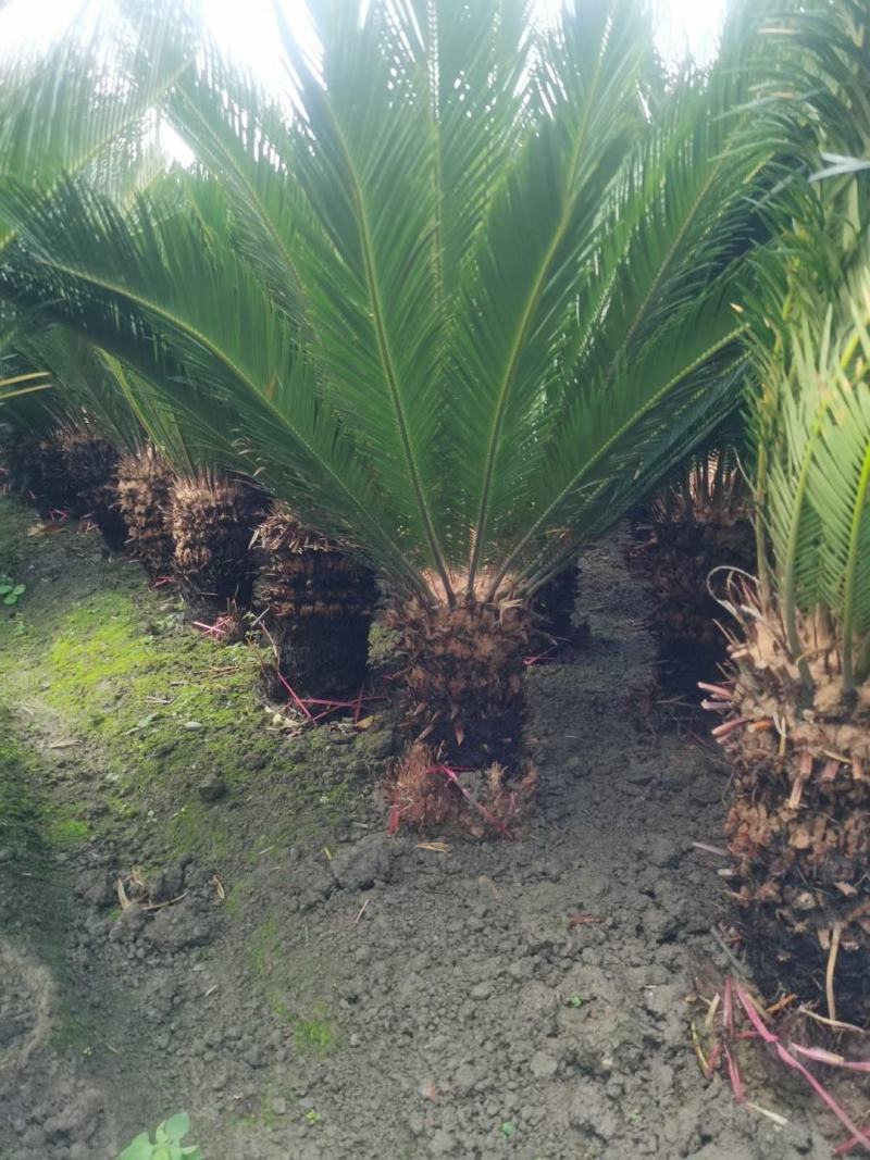 四川成都温江出售大量精品铁树苏铁铁树苏铁树苏铁树苏铁苏铁