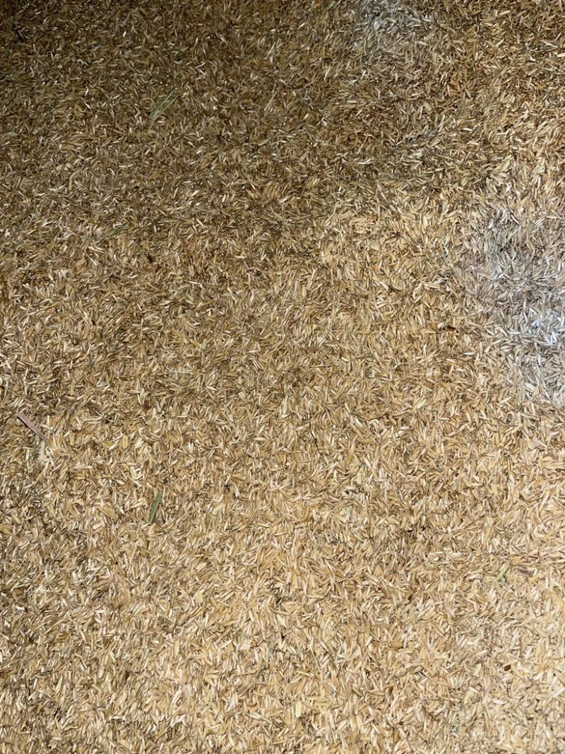 新鲜本地干净稻壳出售