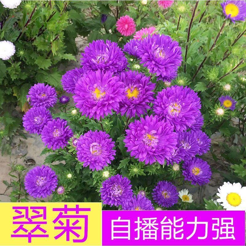 翠菊种子，大花好养的花种籽庭院花籽花种籽四季易种开花室外